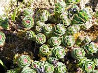 Rhodiola Rosea (fam Crassulacees) (Europe, Asie boreale) (01) (Photo F. Mrugala)